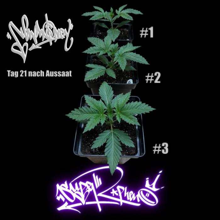 New Money- GM sucht den Superpheno. Week 3