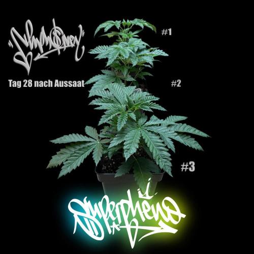 New Money- GM sucht den Superpheno. Week 4