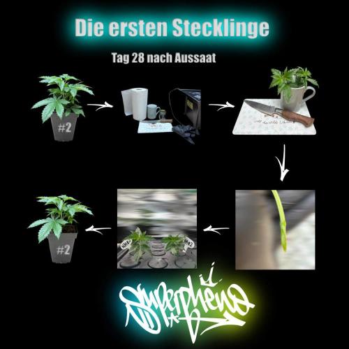 New Money- GM sucht den Superpheno. Week 4
