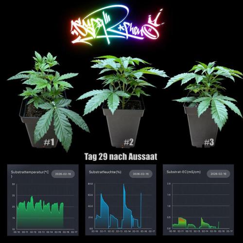 New Money- GM sucht den Superpheno. Week 4