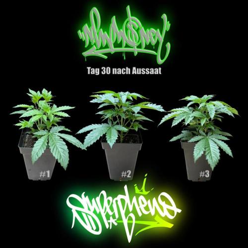 New Money- GM sucht den Superpheno. Week 4