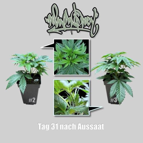 New Money- GM sucht den Superpheno. Week 4