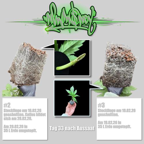New Money- GM sucht den Superpheno. Week 4