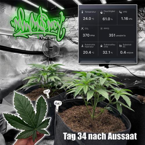 New Money- GM sucht den Superpheno. Week 4