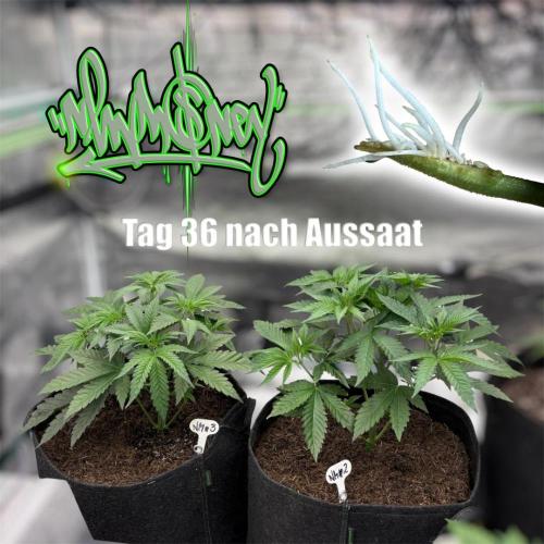 New Money- GM sucht den Superpheno. Week 5