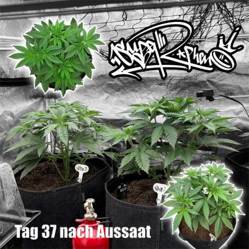 New Money- GM sucht den Superpheno. Week 5