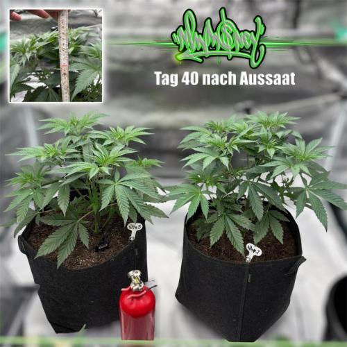 New Money- GM sucht den Superpheno. Week 5