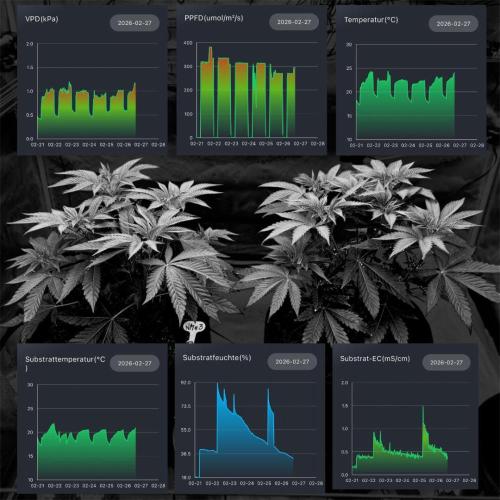 New Money- GM sucht den Superpheno. Week 5