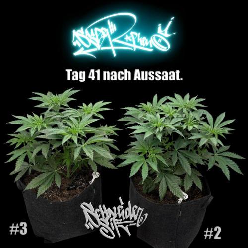 New Money- GM sucht den Superpheno. Week 5