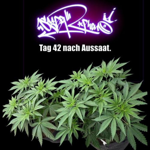 New Money- GM sucht den Superpheno. Week 5