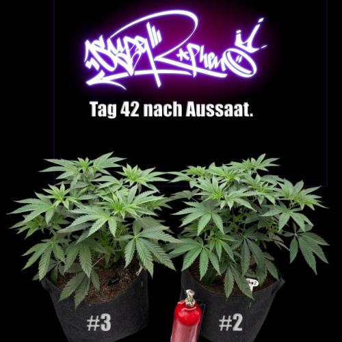 New Money- GM sucht den Superpheno. Week 5