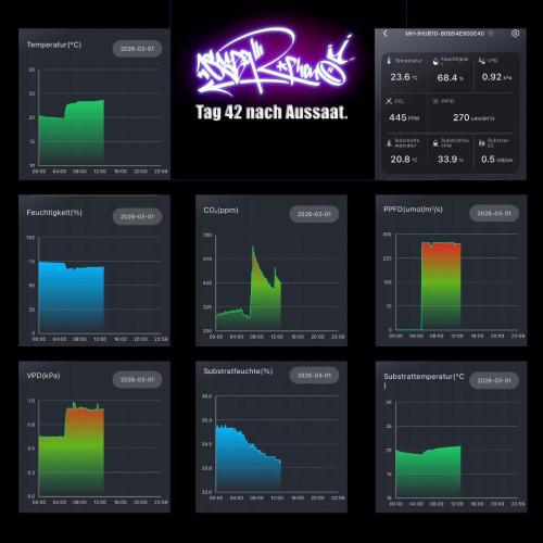 New Money- GM sucht den Superpheno. Week 5
