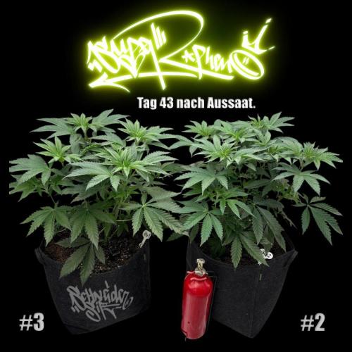 New Money- GM sucht den Superpheno. Week 6