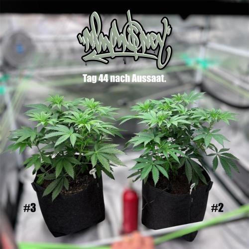 New Money- GM sucht den Superpheno. Week 6