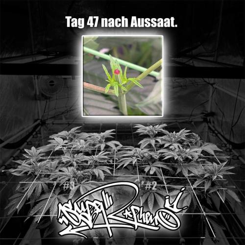 New Money- GM sucht den Superpheno. Week 6