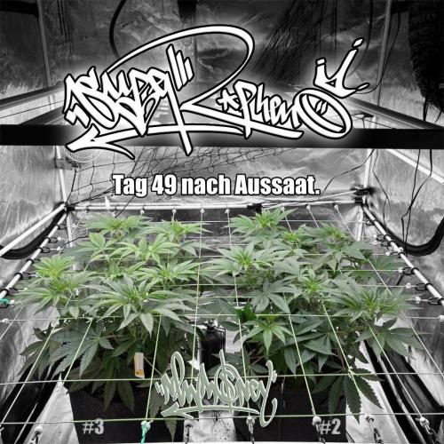 New Money- GM sucht den Superpheno. Week 6