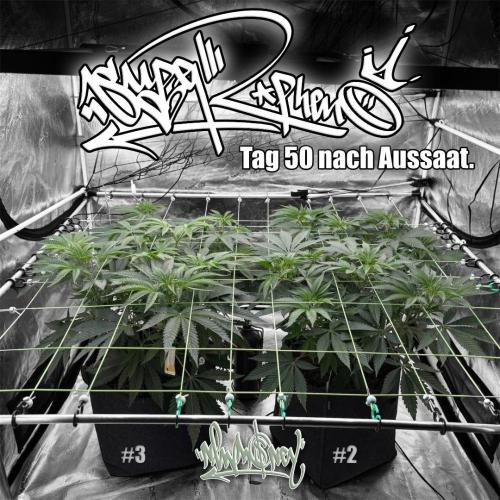 New Money- GM sucht den Superpheno. Week 7