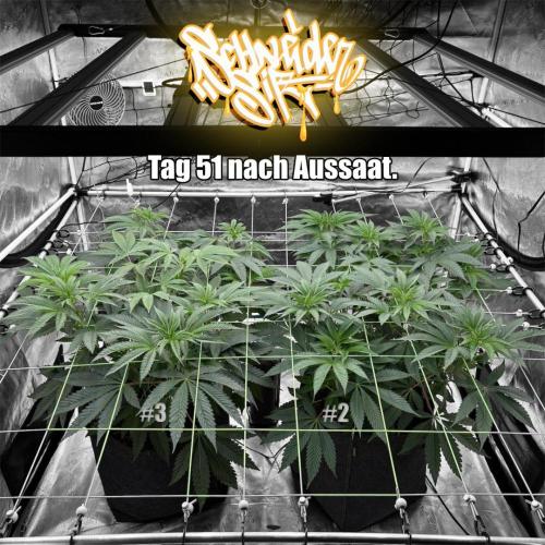 New Money- GM sucht den Superpheno. Week 7