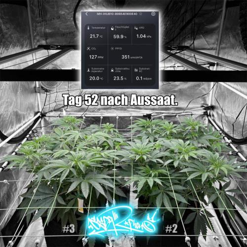 New Money- GM sucht den Superpheno. Week 7