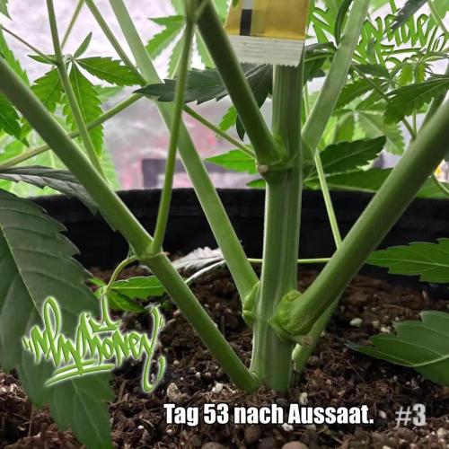 New Money- GM sucht den Superpheno