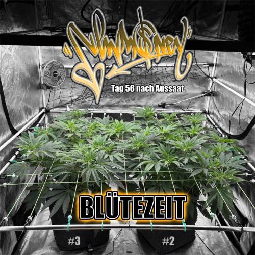 New Money- GM sucht den Superpheno. Week 8