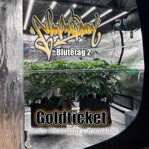 New Money- GM sucht den Superpheno. Week 8
