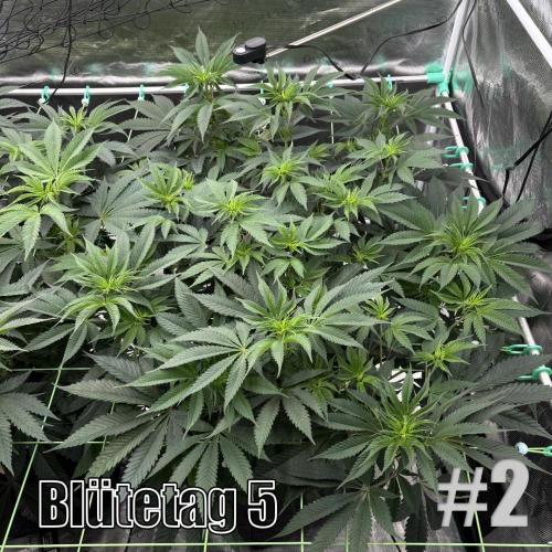 New Money- GM sucht den Superpheno. Week 8