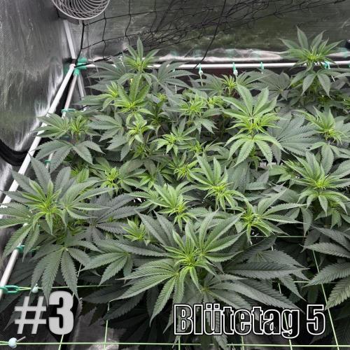 New Money- GM sucht den Superpheno. Week 8