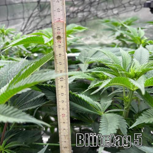New Money- GM sucht den Superpheno. Week 8