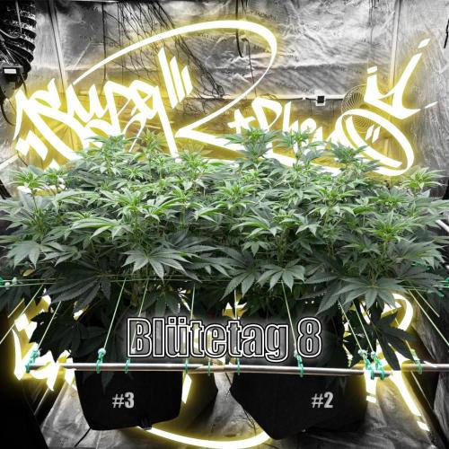 New Money- GM sucht den Superpheno. Week 9