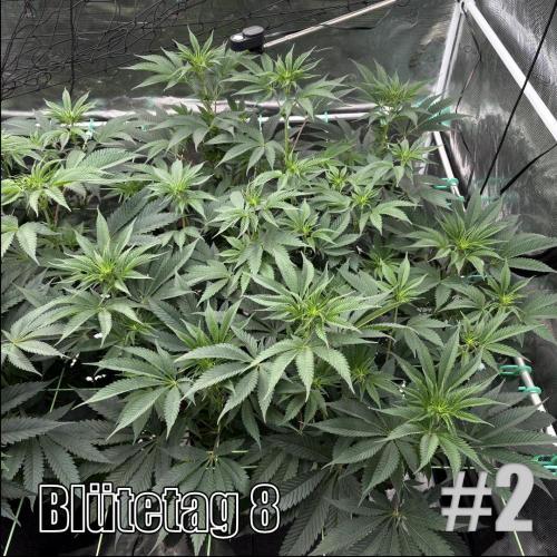 New Money- GM sucht den Superpheno. Week 9