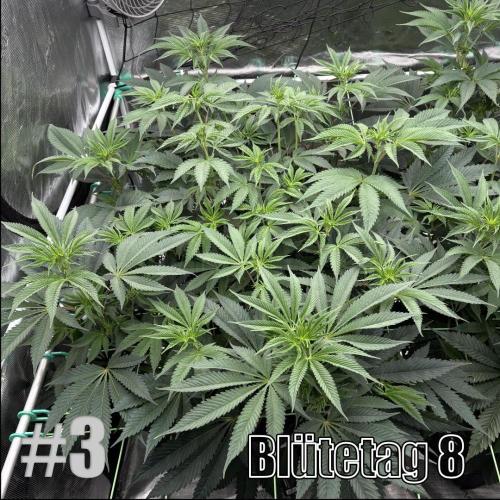 New Money- GM sucht den Superpheno. Week 9