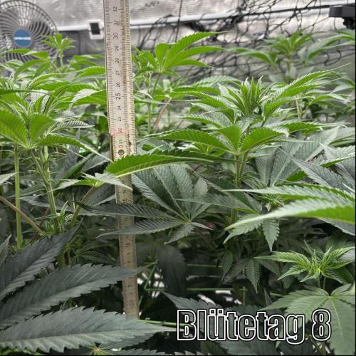 New Money- GM sucht den Superpheno. Week 9
