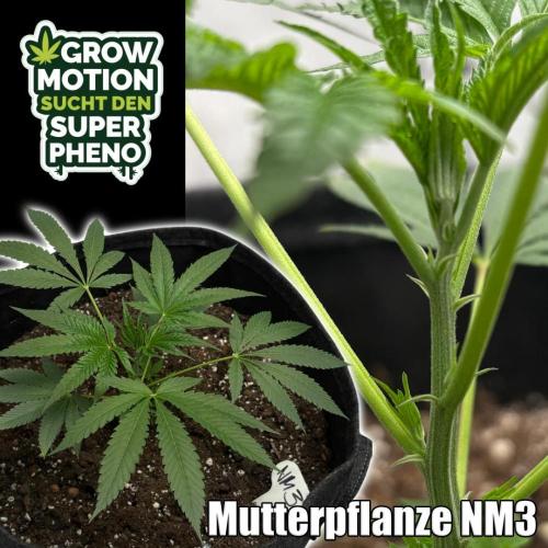New Money- GM sucht den Superpheno. Week 9