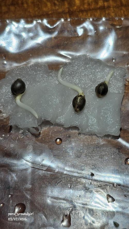 White Rhino (Green House Seeds). Week 0