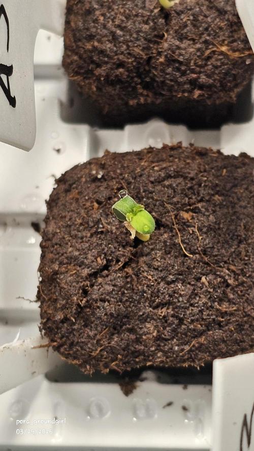 White Rhino (Green House Seeds). Week 0