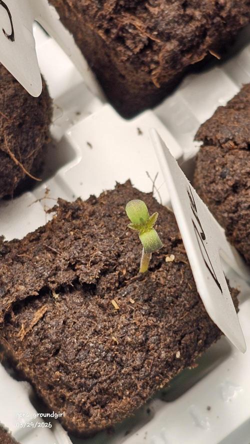 White Rhino (Green House Seeds). Week 0