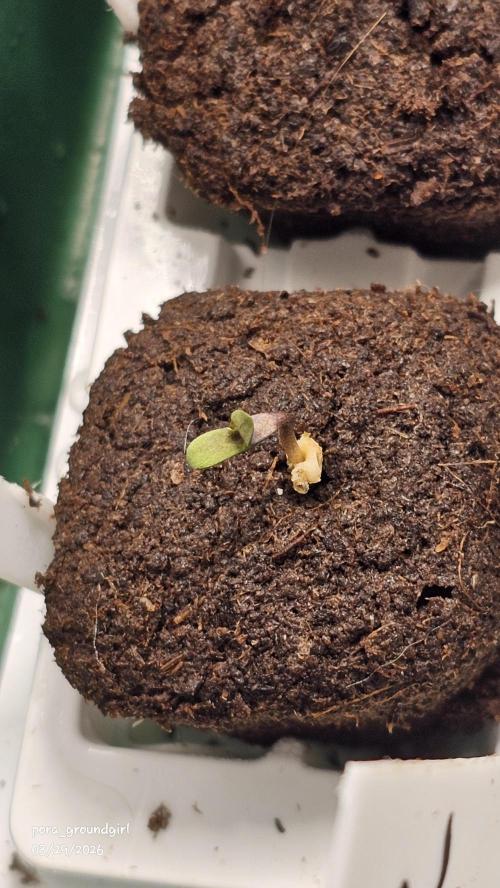White Rhino (Green House Seeds). Week 0