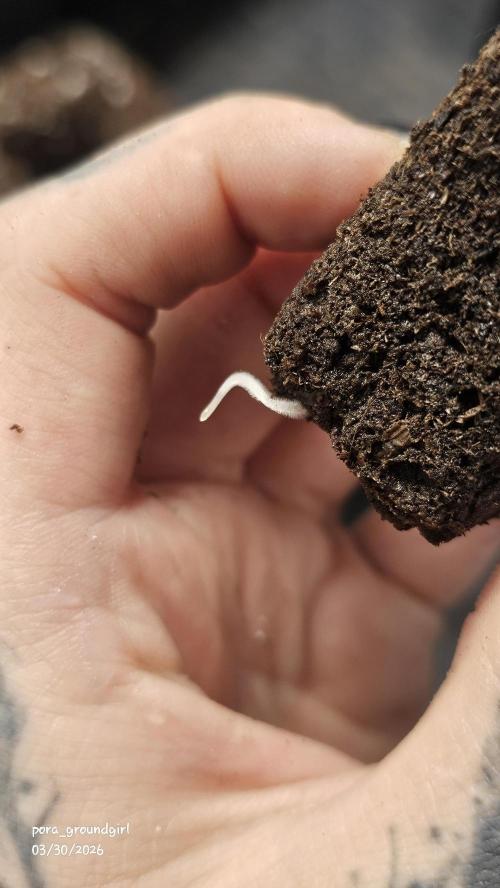 White Rhino (Green House Seeds). Week 0