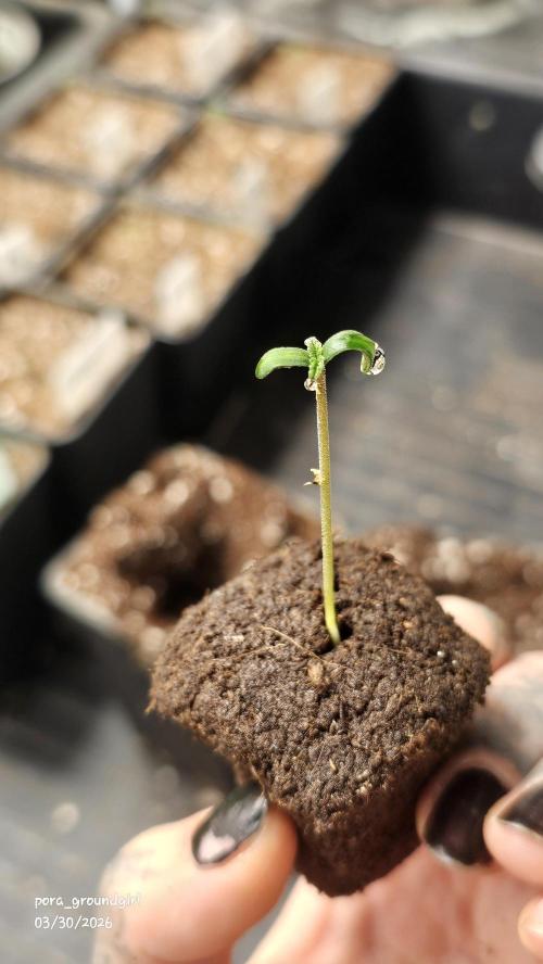 White Rhino (Green House Seeds). Week 0