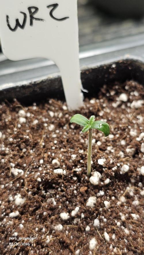 White Rhino (Green House Seeds). Week 0