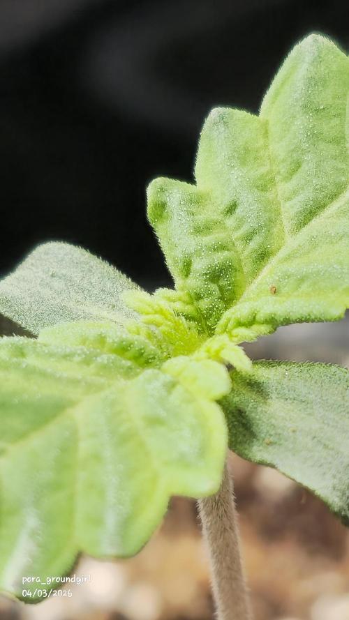 White Rhino (Green House Seeds). Week 1