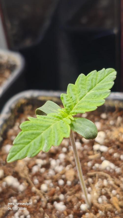 White Rhino (Green House Seeds). Week 1