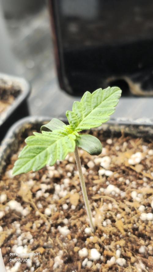 White Rhino (Green House Seeds). Week 1