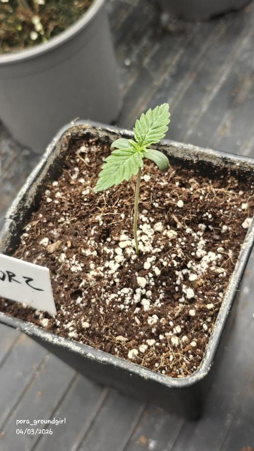 White Rhino (Green House Seeds). Week 1
