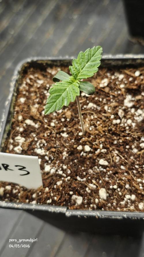White Rhino (Green House Seeds). Week 1