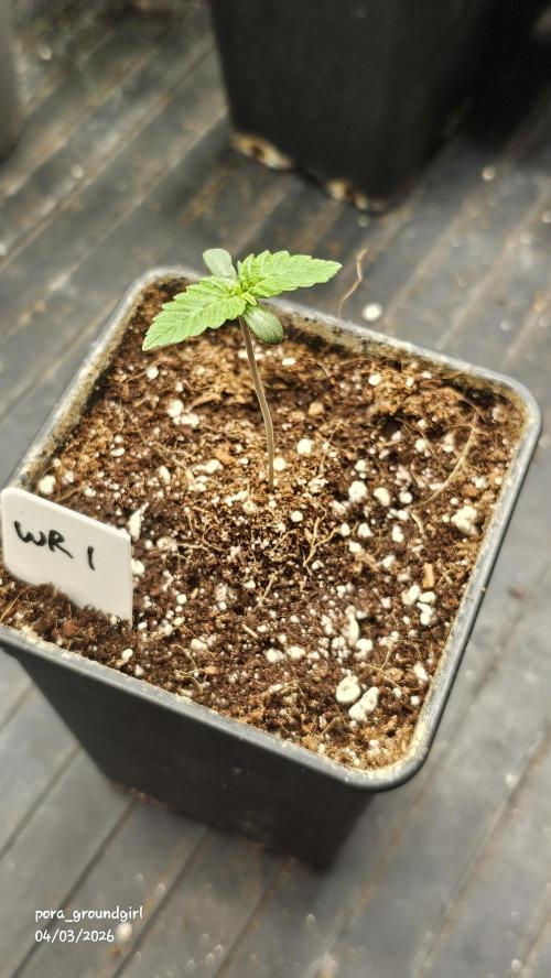 White Rhino (Green House Seeds). Week 1