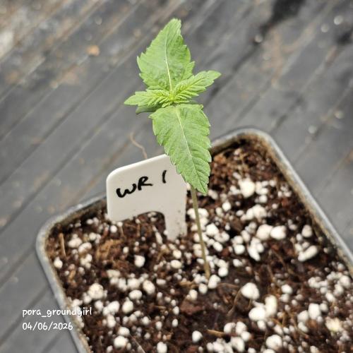 White Rhino (Green House Seeds). Week 1 - Update