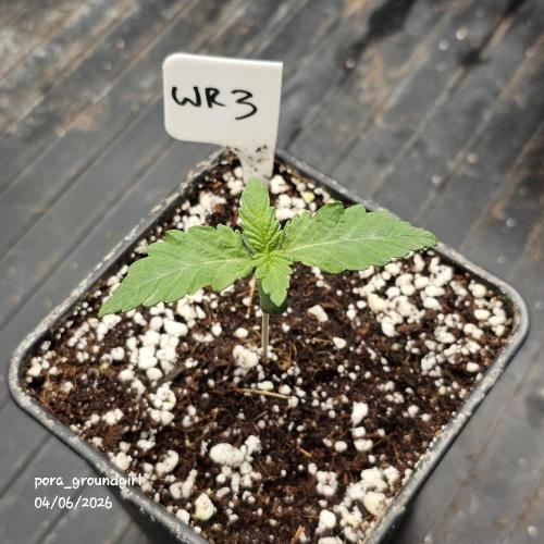 White Rhino (Green House Seeds). Week 1