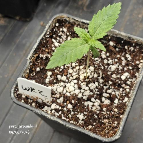 White Rhino (Green House Seeds). Week 1